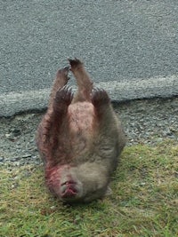 a wombat laying on its back on the side of the road