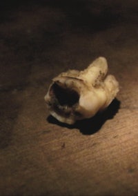 a small piece of bone sitting on a wooden table