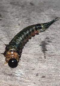 a black and brown caterpillar on a wooden surface